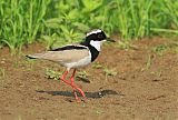 Pied Lapwing